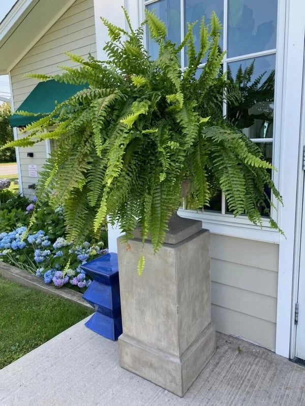 Last Day 70% OFF-UV Resistant Lifelike Artificial Boston Fern