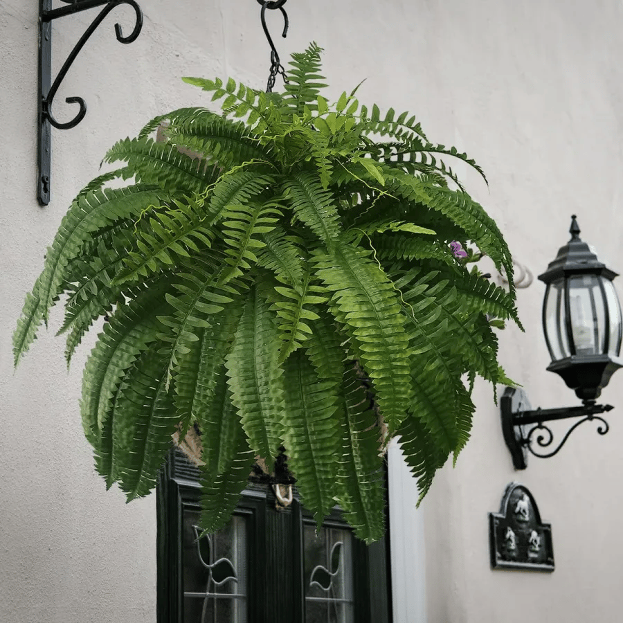 Last Day 70% OFF-UV Resistant Lifelike Artificial Boston Fern