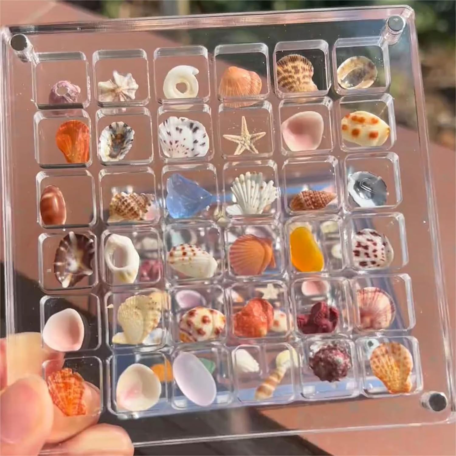 SeaShell Display Case (Just Case)