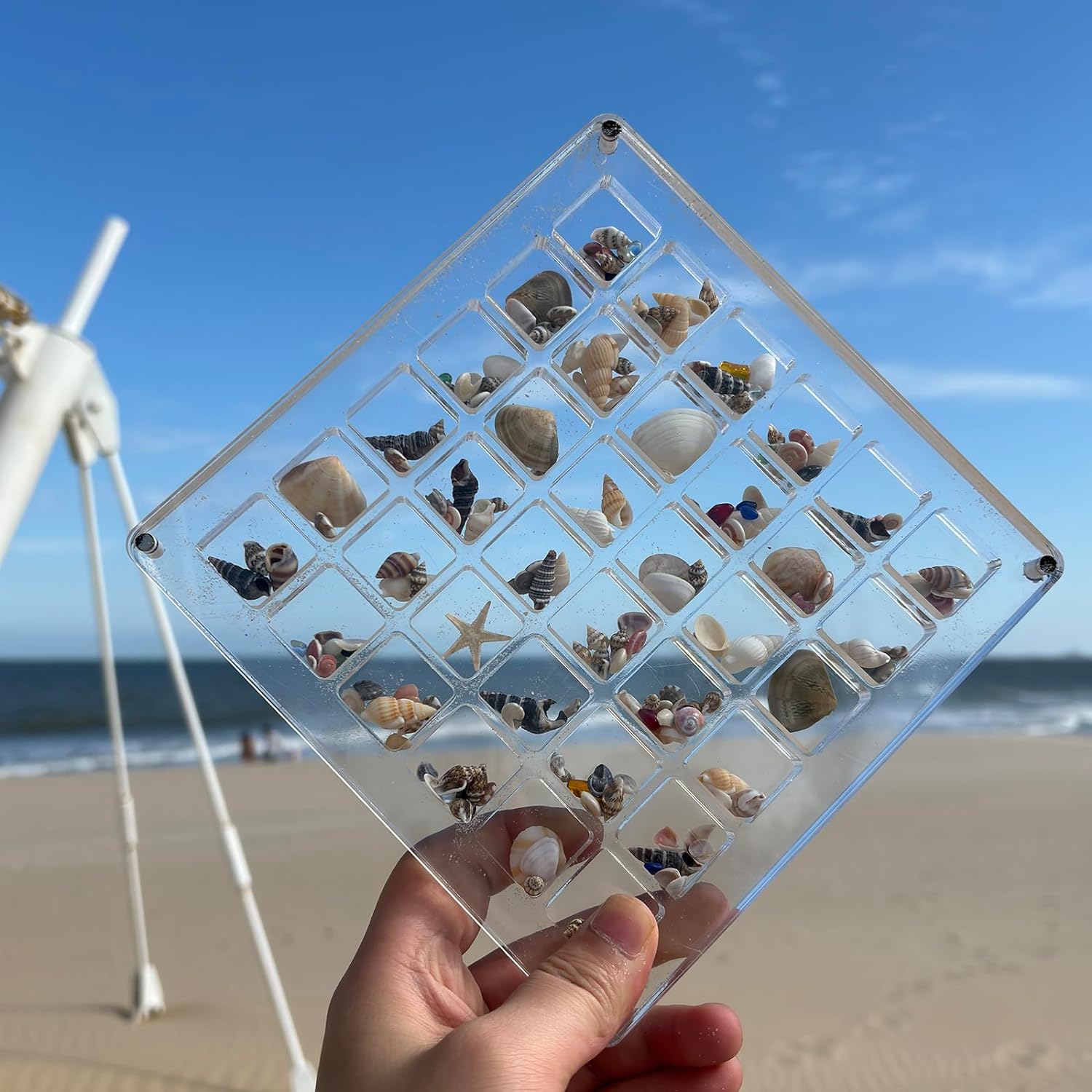 SeaShell Display Case (Just Case)