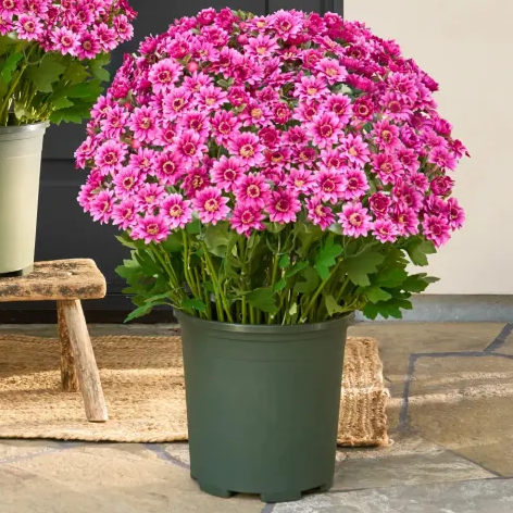 💥Last Day Each- Artificial Outdoor Sunset Mums Flowers -  Waterproof, Windproof