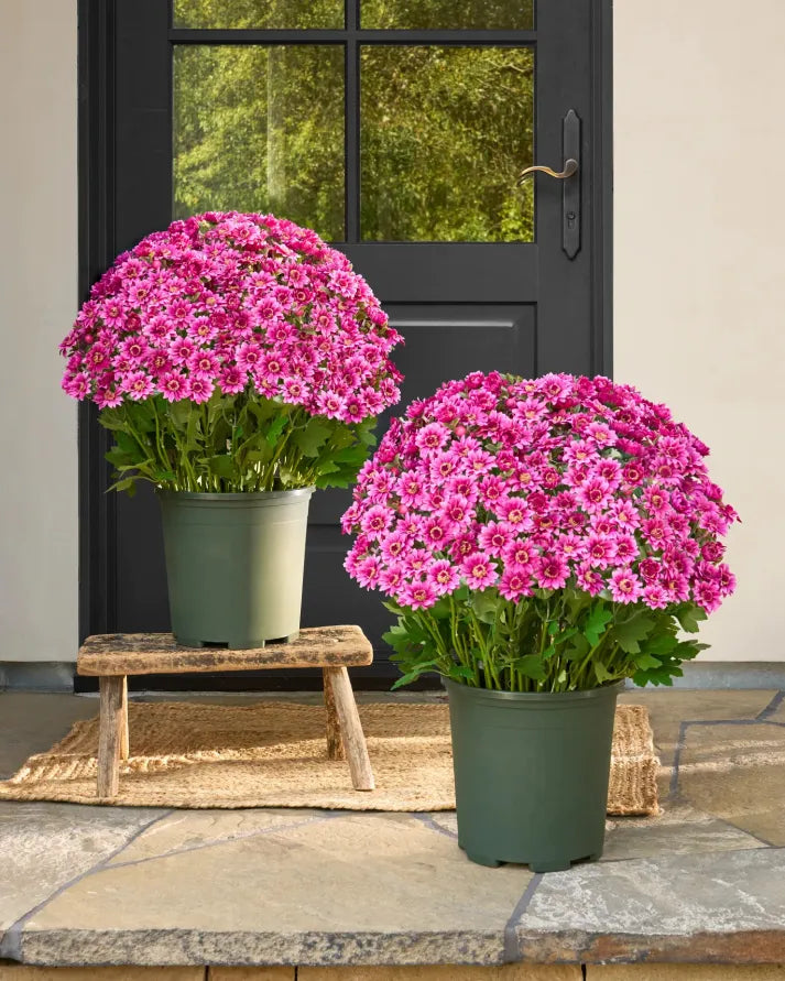 💥Last Day Each- Artificial Outdoor Sunset Mums Flowers -  Waterproof, Windproof
