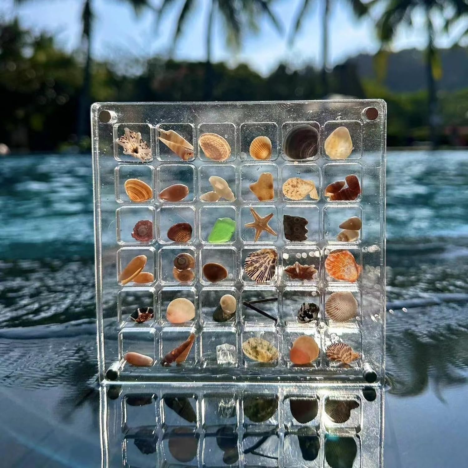 SeaShell Display Case (Just Case)