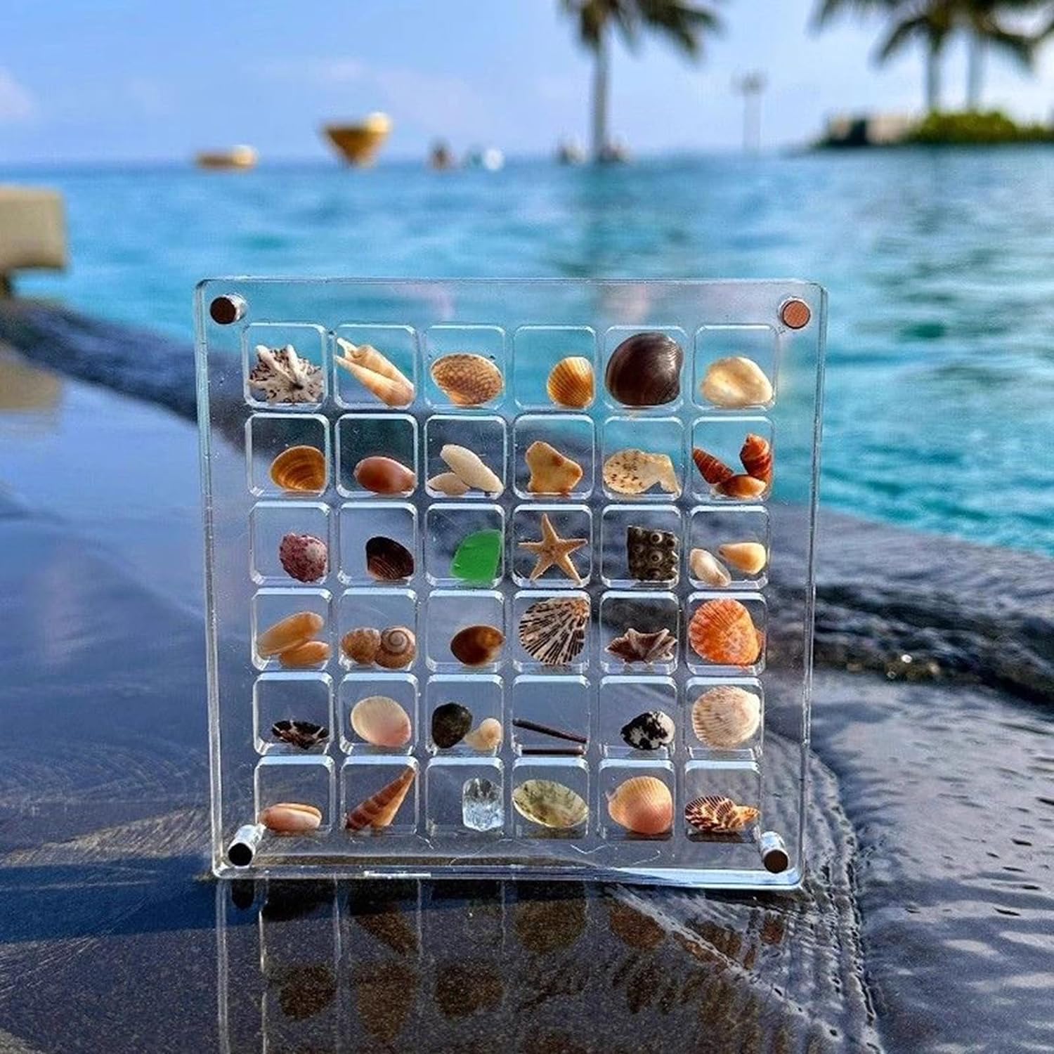 SeaShell Display Case (Just Case)