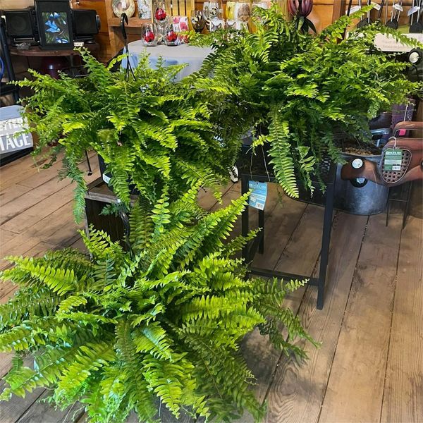 Last Day 70% OFF-UV Resistant Lifelike Artificial Boston Fern