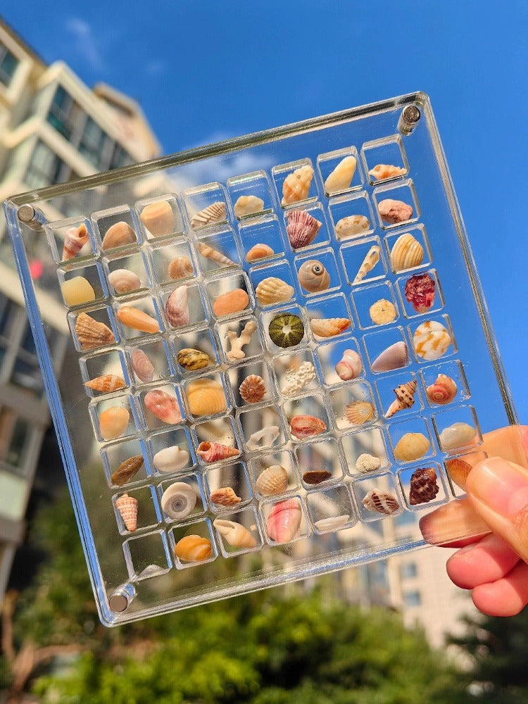 SeaShell Display Case (Just Case)