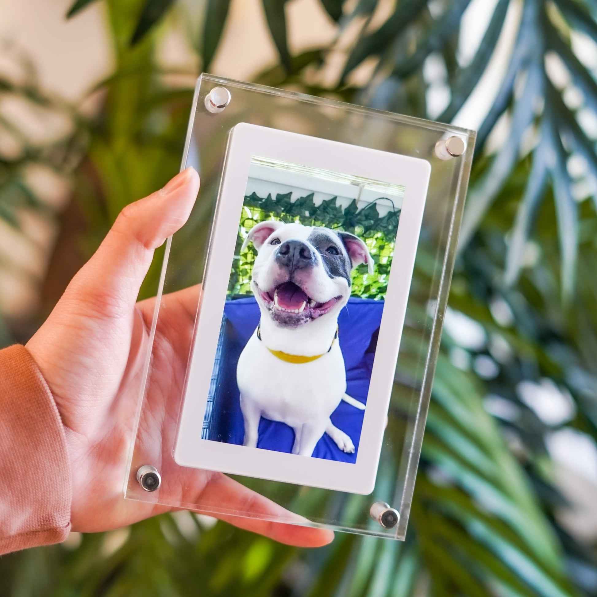 Mucior™- Memory Frame